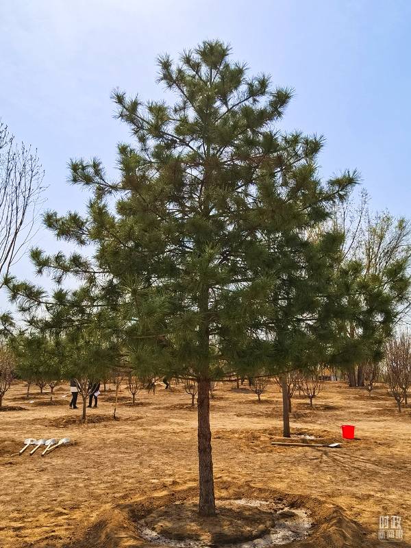 1744015877311541.jpg 8.jpg