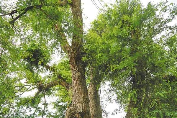 1744175774143264.jpg 2.jpg