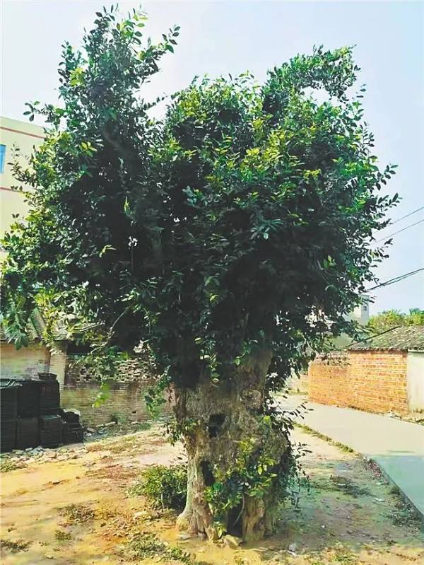 1744175823250951.jpg 6.jpg