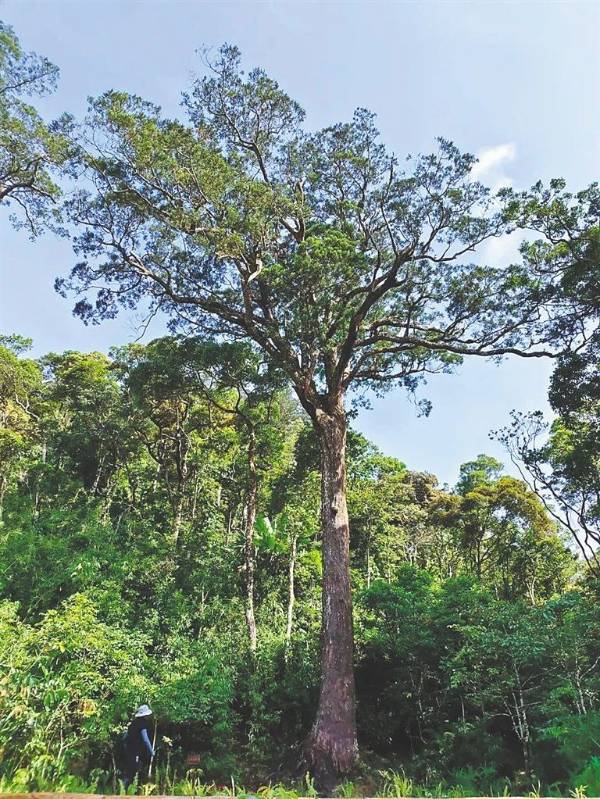 1744175839160932.jpg 7.jpg