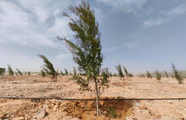 1744176526645207.jpg 12.jpg