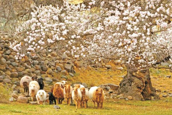 1744697195365237.jpg 9.jpg