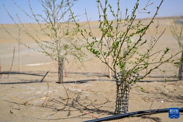 1744698119457649.jpg 21.jpg