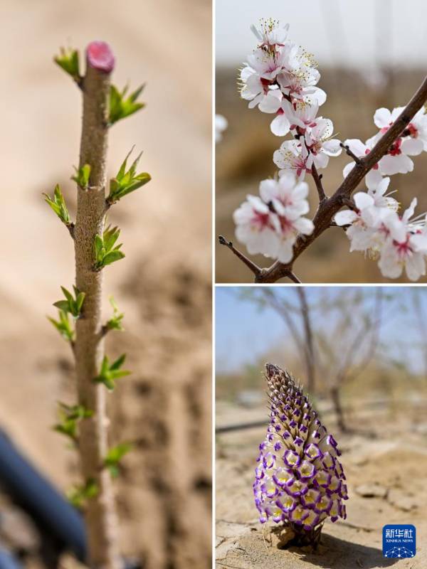 1744698378389722.jpg 39.jpg