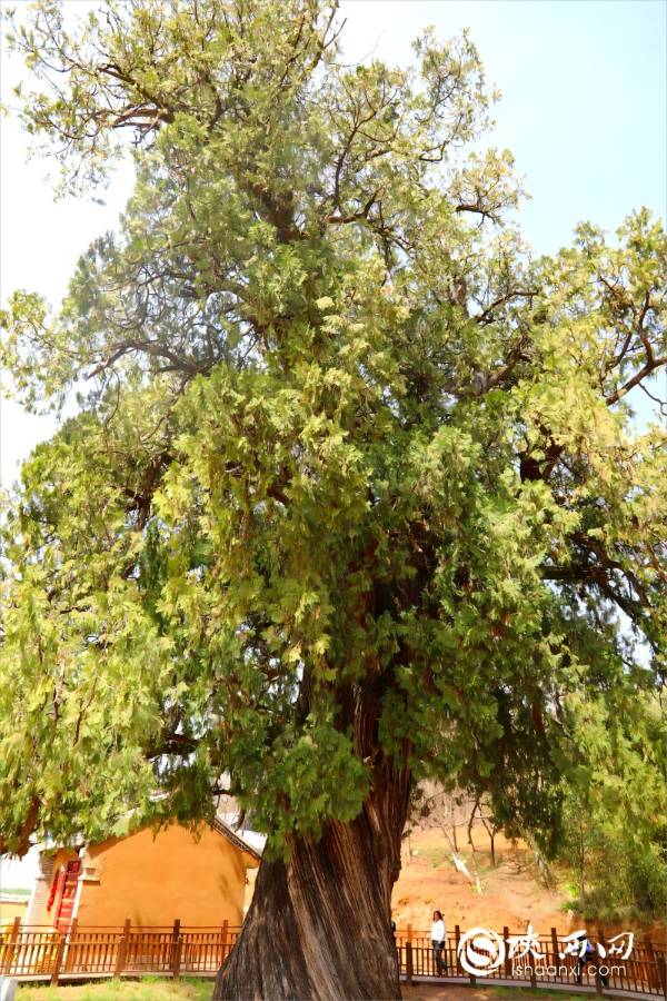 1744781129658715.jpg 6.jpg