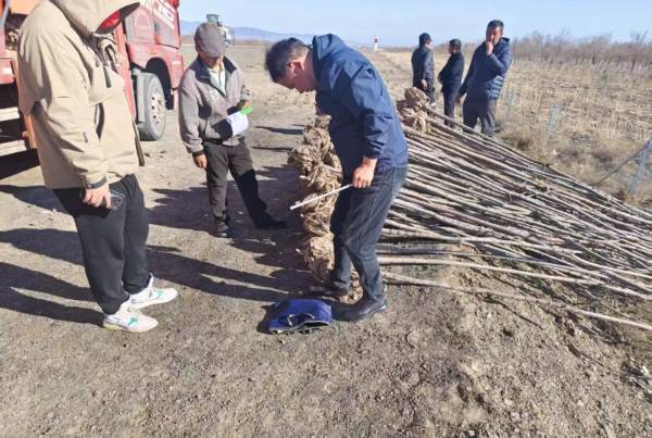 1744783785697882.jpg 12.jpg