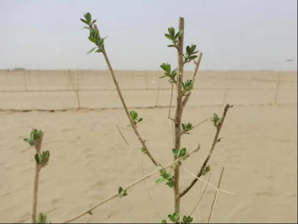 1744858001647098.jpg 2 (1).jpg