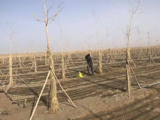 1745291860489545.jpg 1 (1).jpg