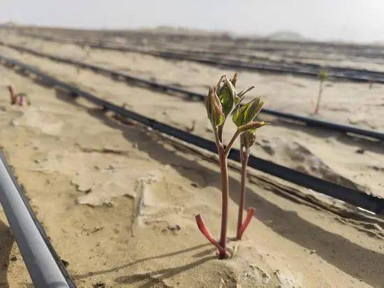 1745291866325524.jpg 2 (1).jpg