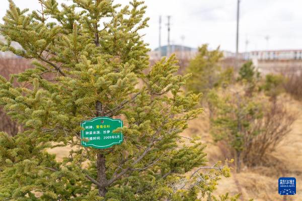 1745808113457645.jpg 10.jpg