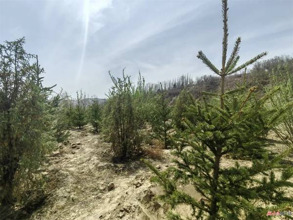 1745904696896330.jpg 8.jpg