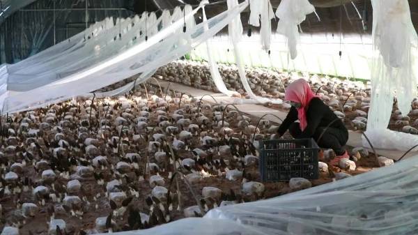 1746768760672778.jpg 8.jpg