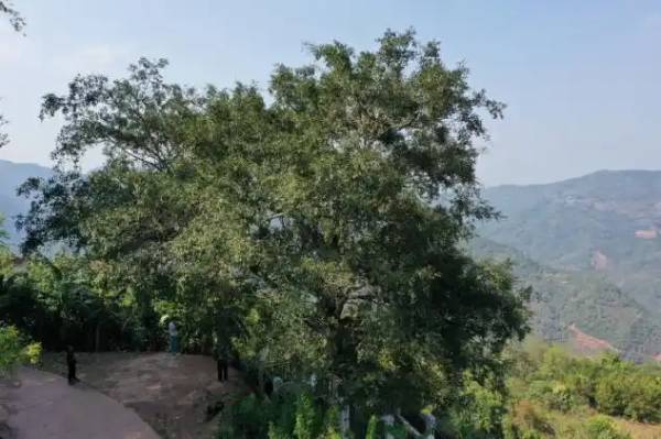 1747121630615242.jpg 3 (1).jpg