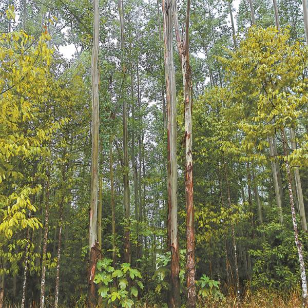 1747122251375360.jpg 5.jpg