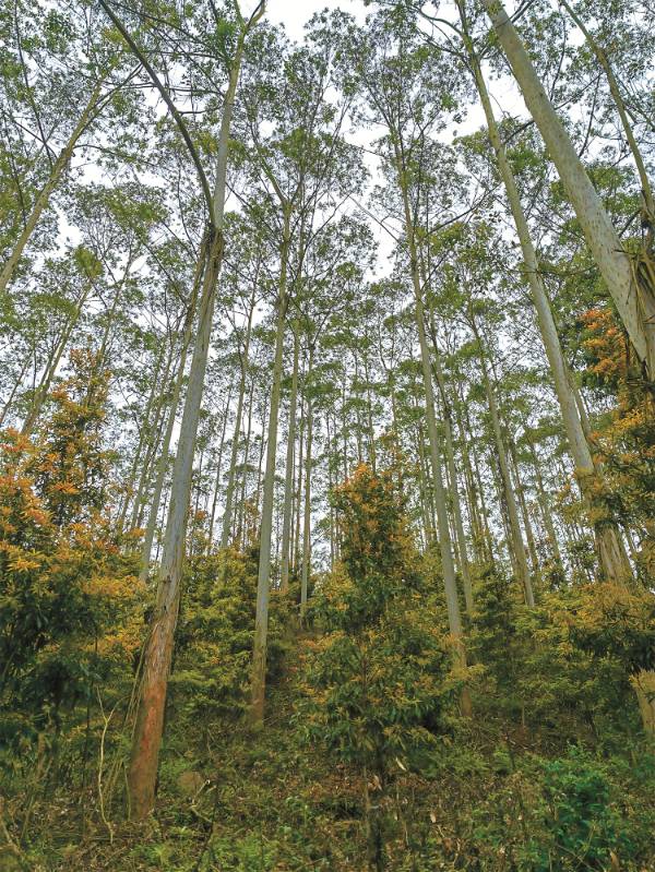 1747122264235732.jpg 7.jpg