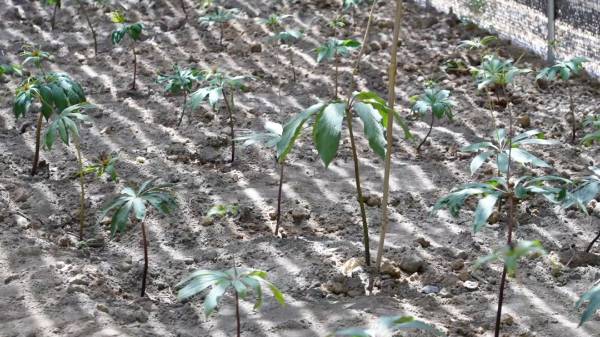 1747188143886026.jpg 9.jpg