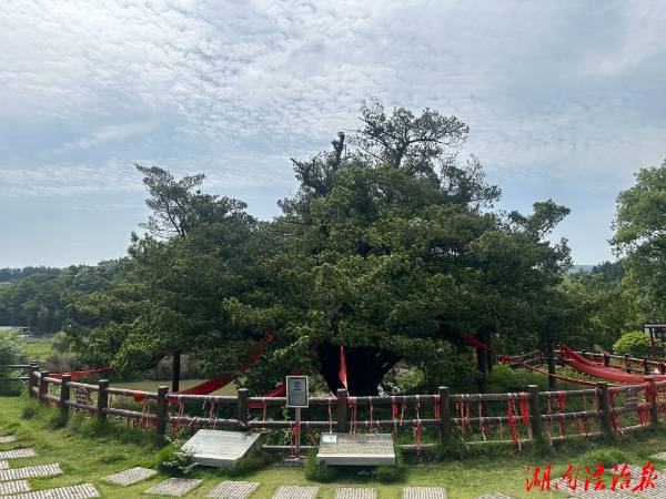 1747892070257739.jpg 1(1).jpg