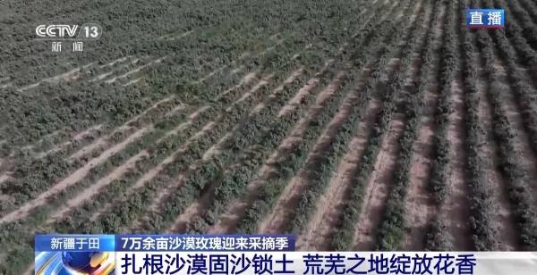 1748487111417448.jpg 4.jpg