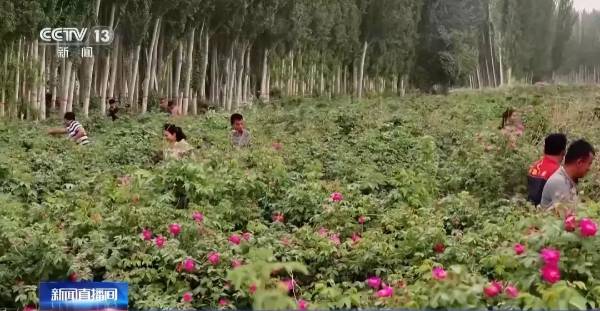 1748487207977489.jpg 7.jpg