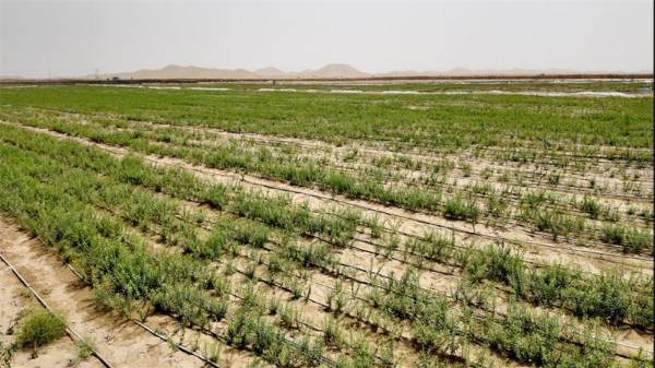 1748589271636564.jpg 3.jpg