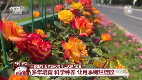 1748589593454753.jpg 10.jpg