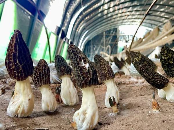 1748918856768807.jpg 5.jpg