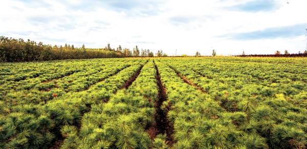 1748919527905590.jpg 12.jpg