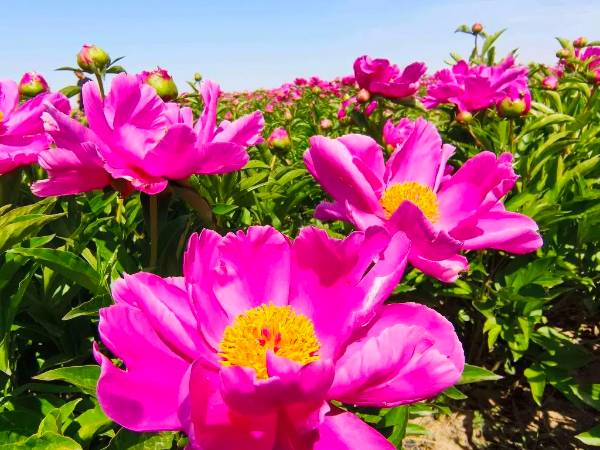 1748927807955623.jpg 2 (1).jpg