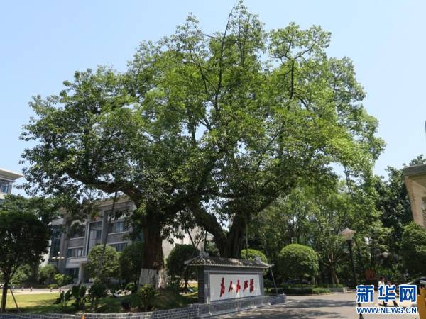 1749617448343778.jpg 2 (1).jpg