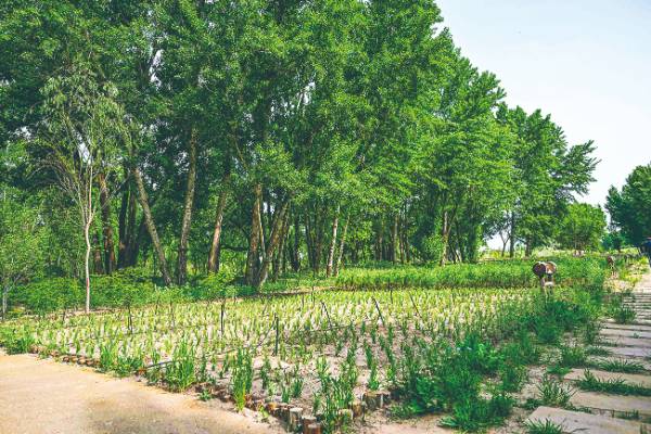 1750054834776799.jpg 10.jpg