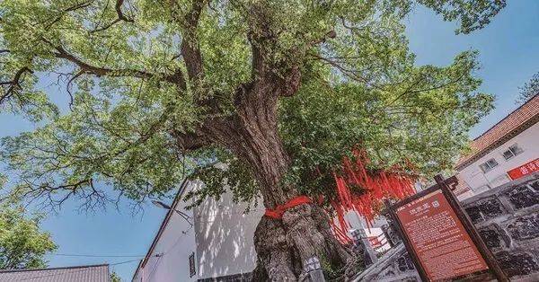 1750056356383973.jpg 2 (1).jpg