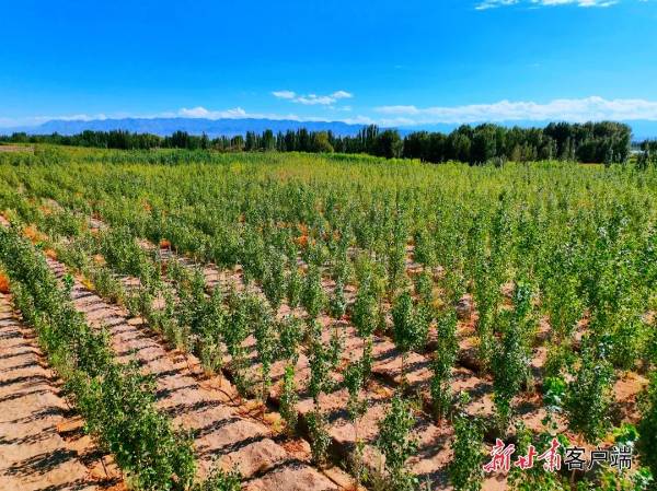 1750057289580714.jpg 5 (1).jpg