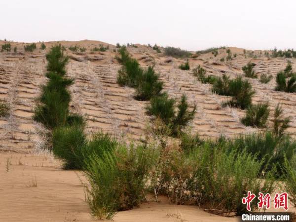 1750137712970075.jpg 3 (1).jpg