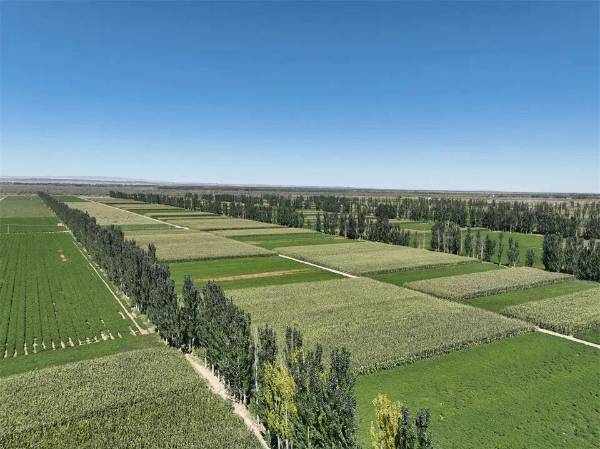 1750145220283498.jpg 1.jpg