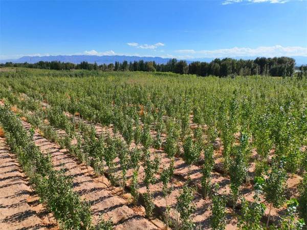 1750145242691331.jpg 3.jpg