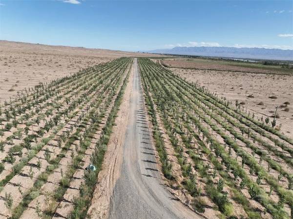 1750145259338691.jpg 5.jpg