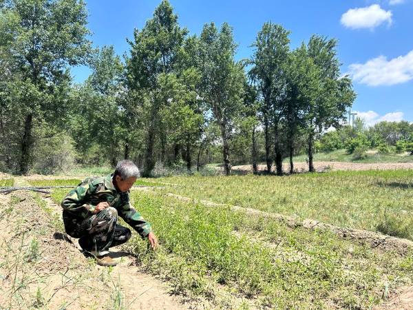 1750145692626853.jpg 10.jpg