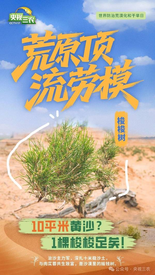 1750214646441583.jpg 10.jpg