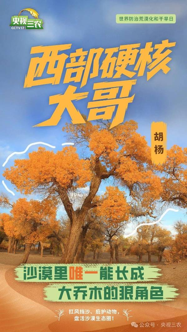 1750214652839283.jpg 11.jpg