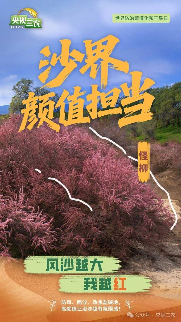 1750214656417247.jpg 12.jpg