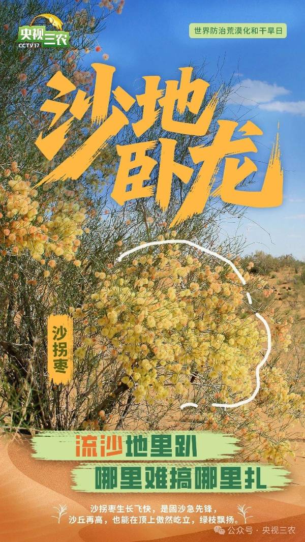 1750214660765063.jpg 13.jpg