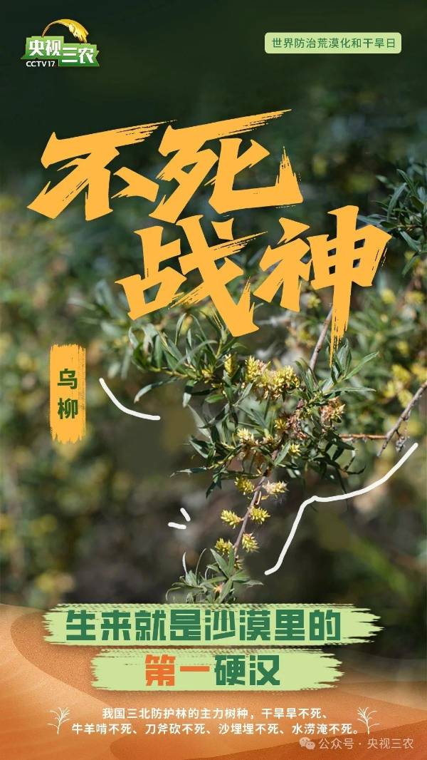 1750214664715128.jpg 14.jpg