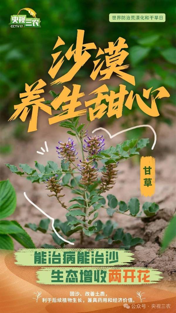 1750214675889556.jpg 17.jpg