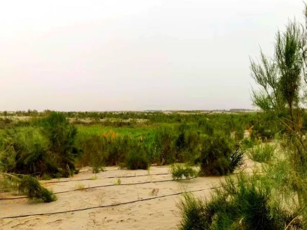 1750216752614719.jpg 2 (1).jpg