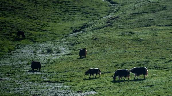 1750222160957659.jpg 24.jpg