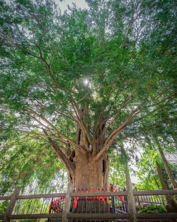 1750222721235291.jpg 1.jpg