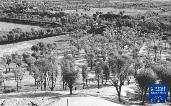 1750223833289925.jpg 5.jpg