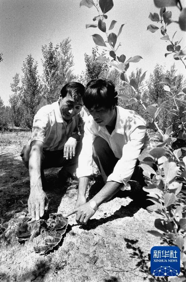 1750223907735573.jpg 7.jpg