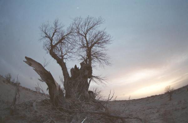 1750230833879722.jpeg 11.jpeg