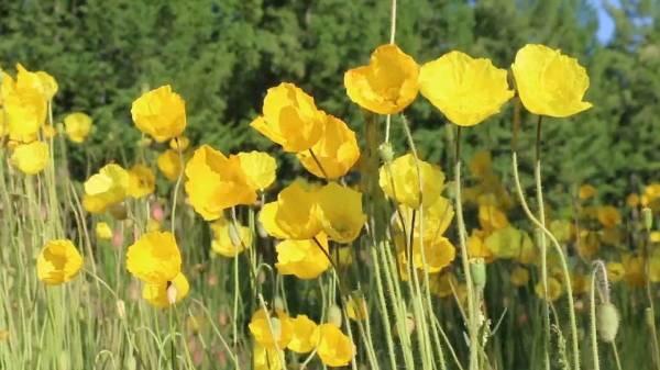 1750230872252870.jpeg 17.jpeg